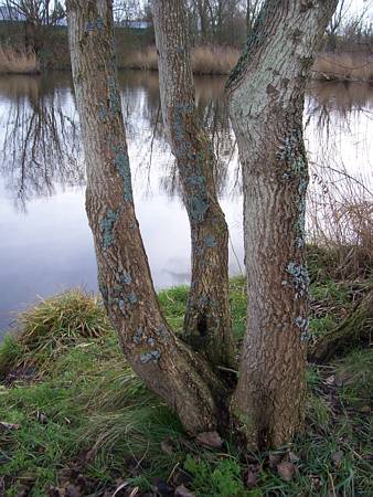 Image Image