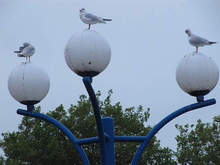 Image Image