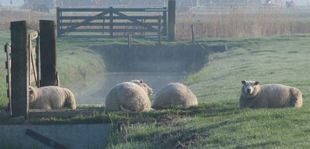 Image Image